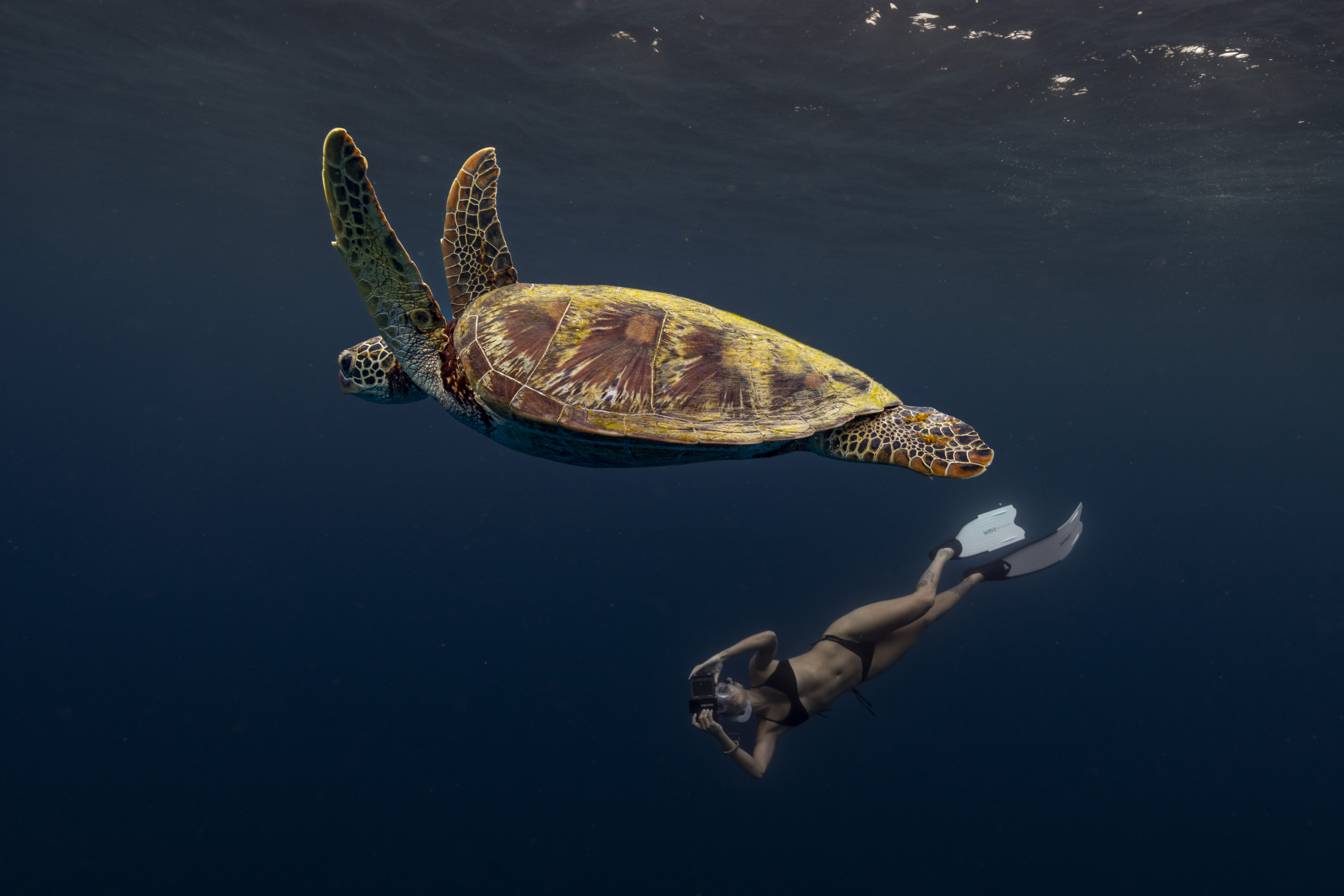 Imagen 9 de la galería Divevolk